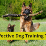 5 Effective Dog Training Tips