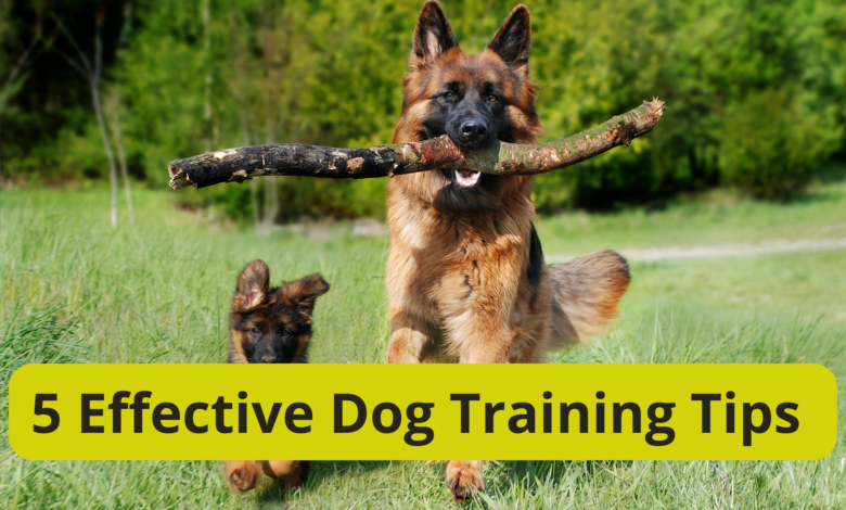 5 Effective Dog Training Tips